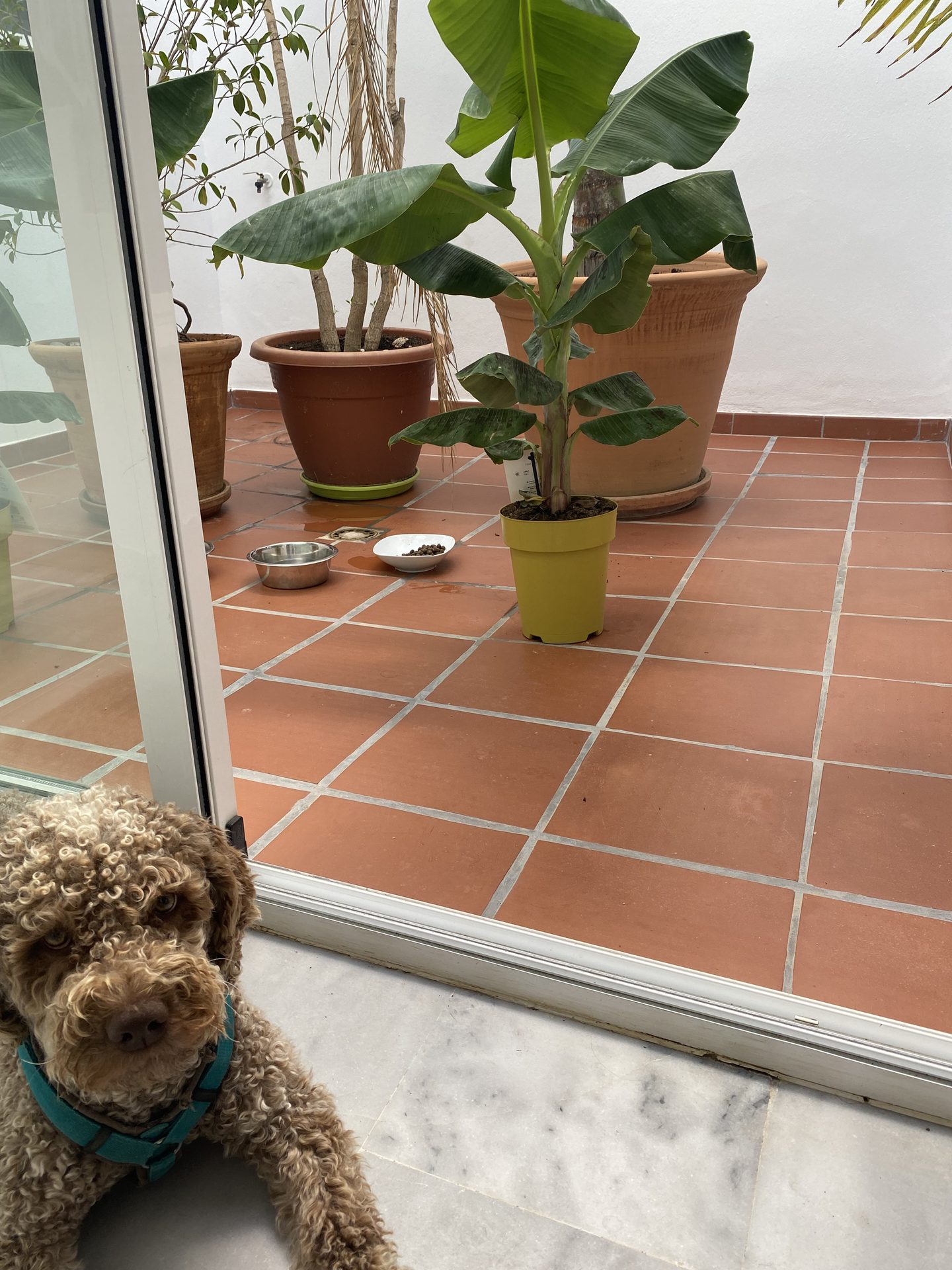 Terrasse mit mediterraner Bepflanzung in Terrakottatöpfen